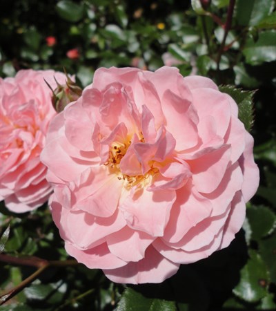 Rose Apricot Drift®